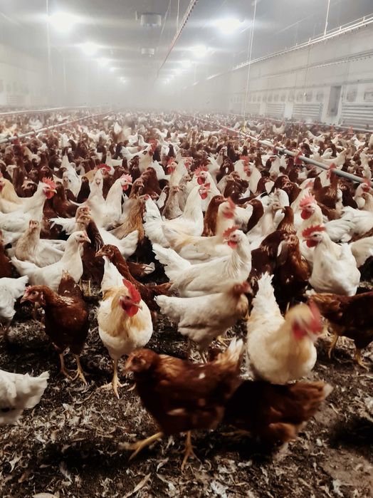 KURKI z wolnego wybiegu ! Nioski z własnej hodowli ZDROWE! ZAPRASZAM !