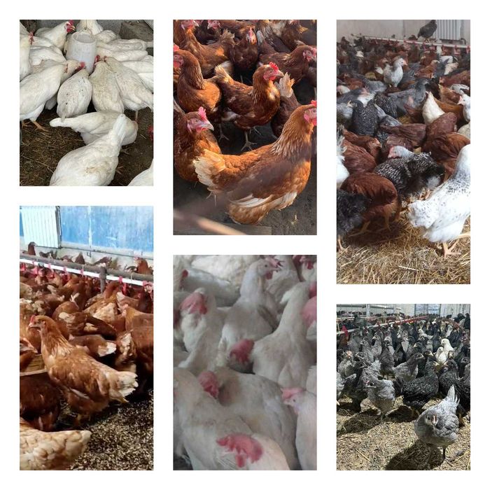 Продам кури несушки! Доставка безкоштовна. Глухів!