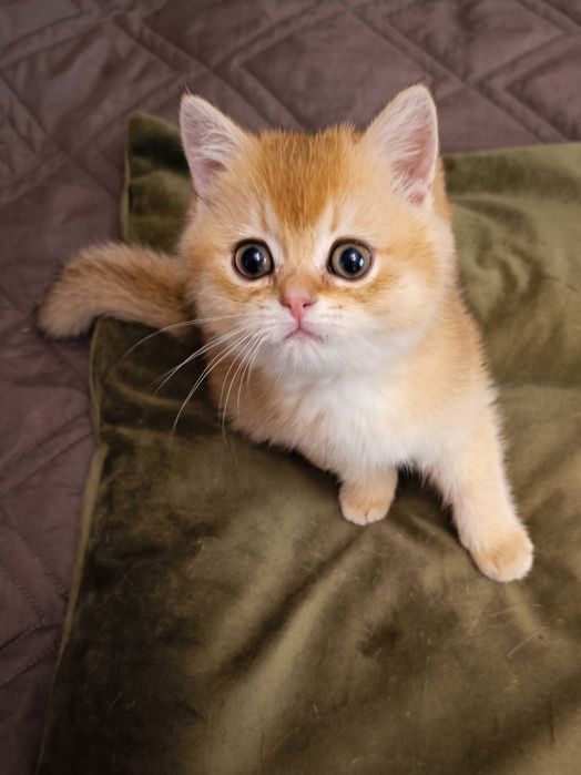 Кошеня шотландська золота шиншила