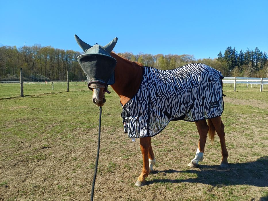 Zebra derka siatkowa 115