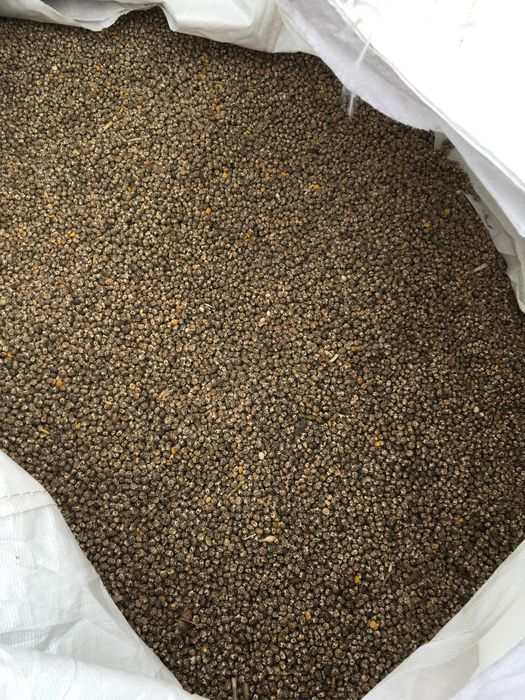 Łubin Karo wąskolistny, po centrali