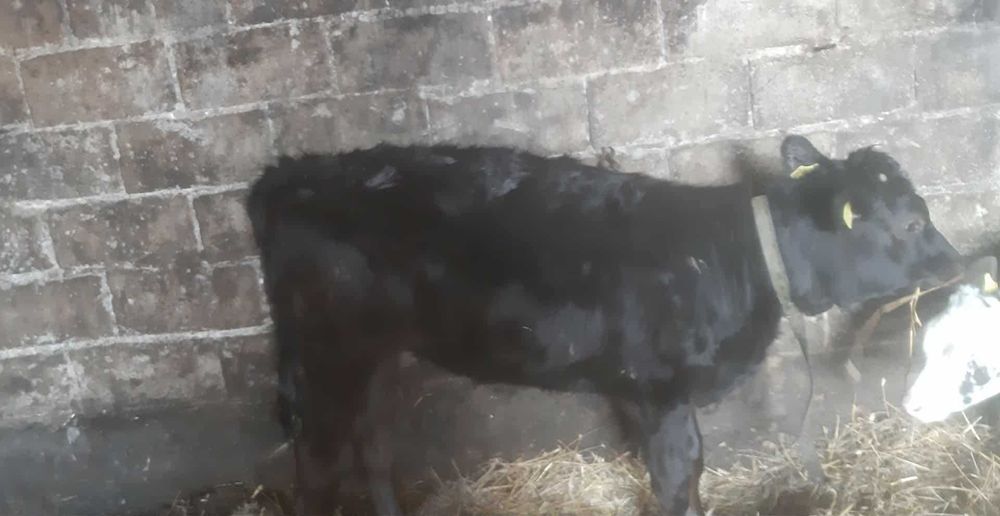 Jałówka bydło cielak