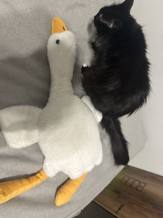 Sorzedam gęsiora 50 cm