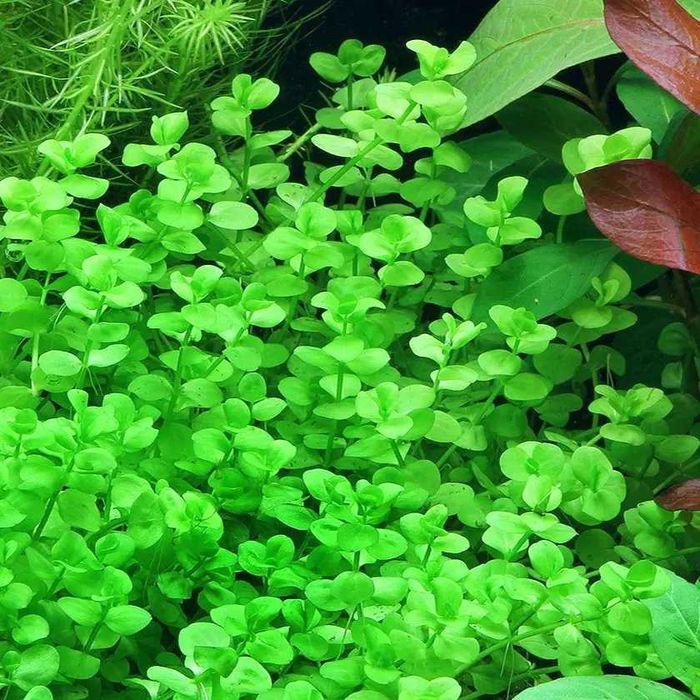 Микрантемум тенистый. Акваріумні рослини