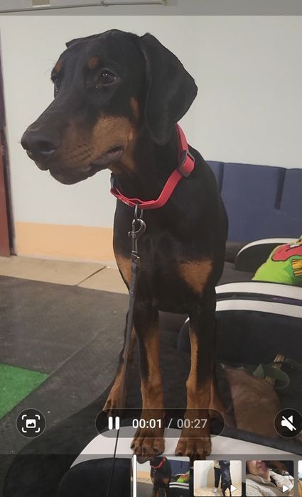 Отличные  щенки добермана