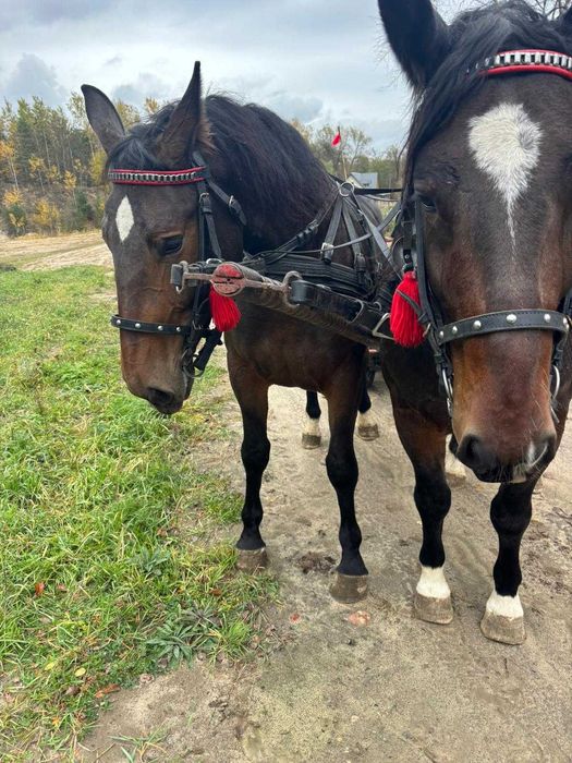 Para ciemno gniadych ślązaków