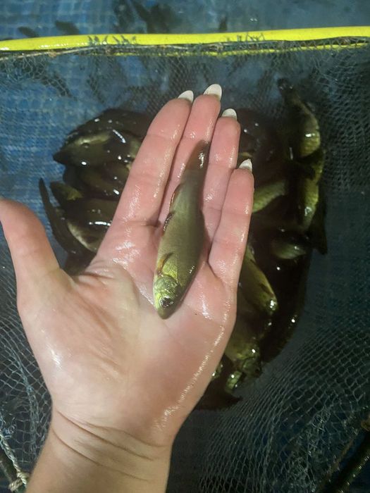 Линок венгерський однорічка