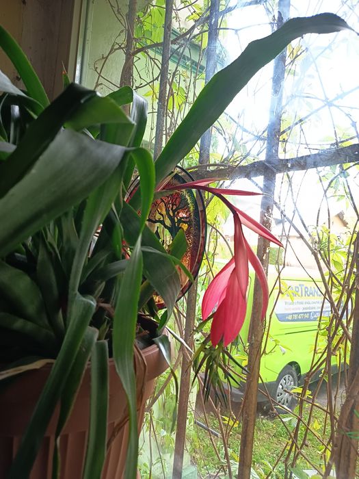 Ogromna billbergia zwisła, łzy królowej