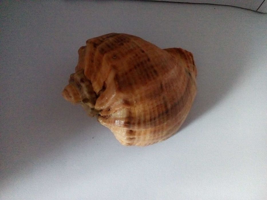Ракушка морська в акваріум за 1 шт