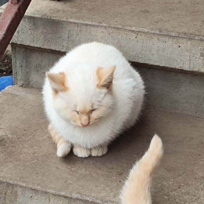 Котики в добрі руки