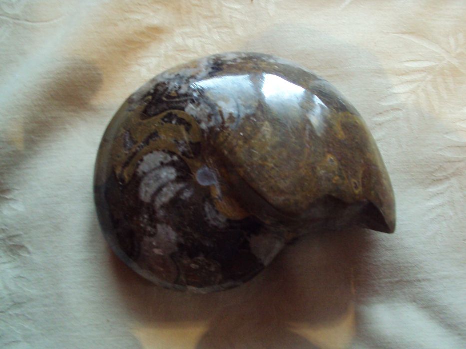 skamienialy goniatyt