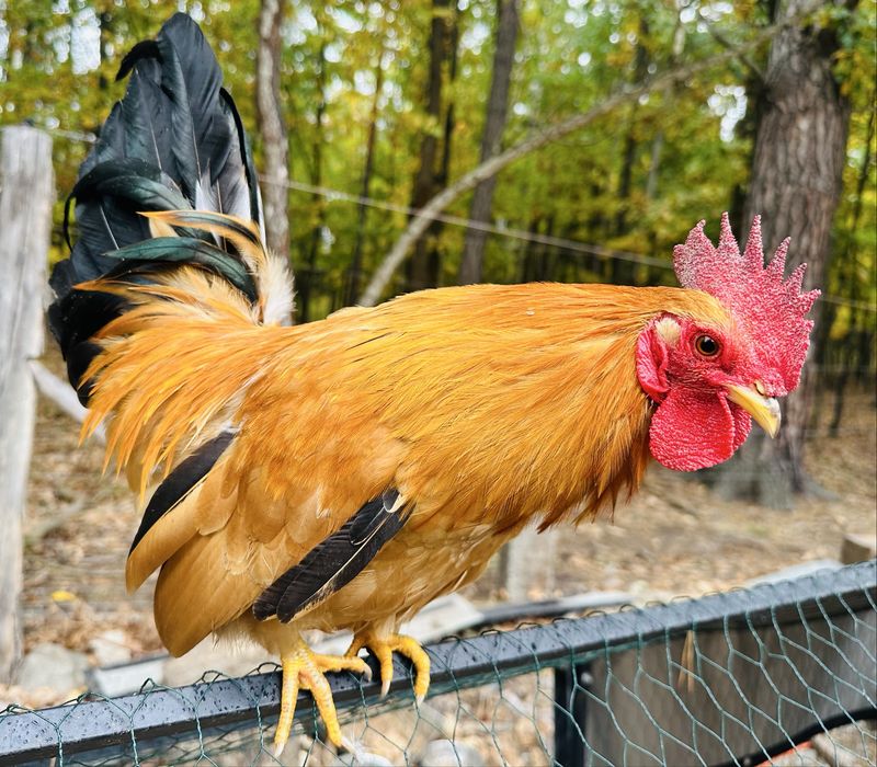 Kogutek chabo szabo