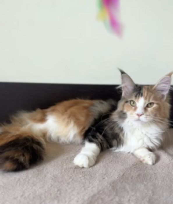 Мейн кун дівчинка з документами. 4