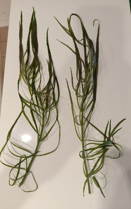 Roślina akwariowa Pogostemon octopus