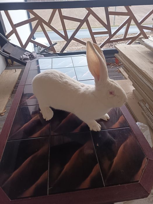 Olbrzym belgijski biały