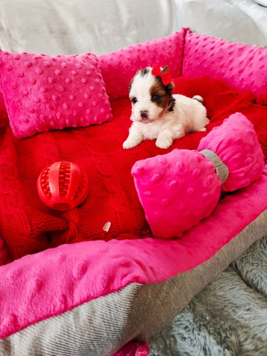 York śliczna suczka miniaturka Yorshire terrier o unikatowym umaszczeniu