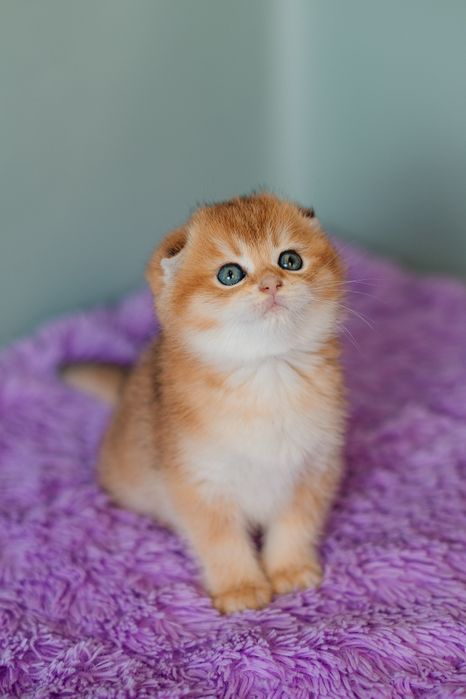 Шотландские котята