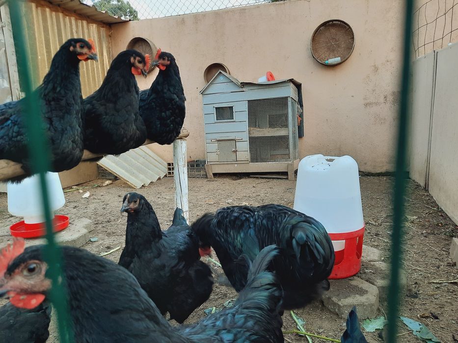 Ovos galados Jersey gigante negros e azul