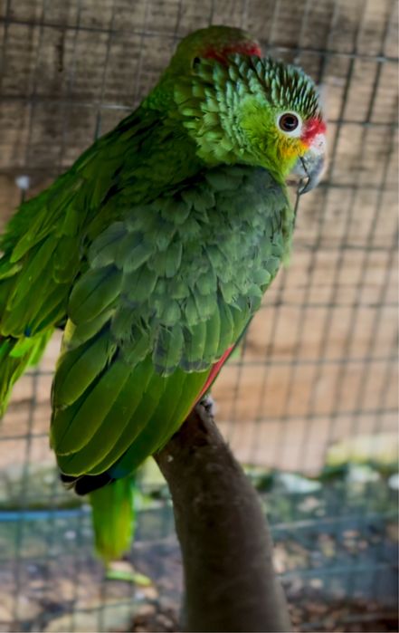 CEDO CASAL AMAZONA AUTUMNALIS 2025