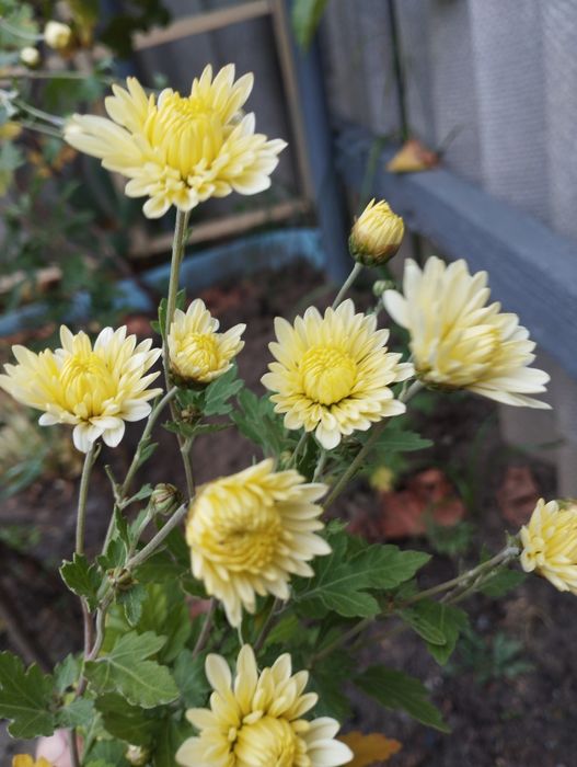 Продам хризантеми