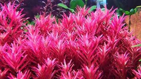 Roślina Rotala Narrow Leaf koszyk