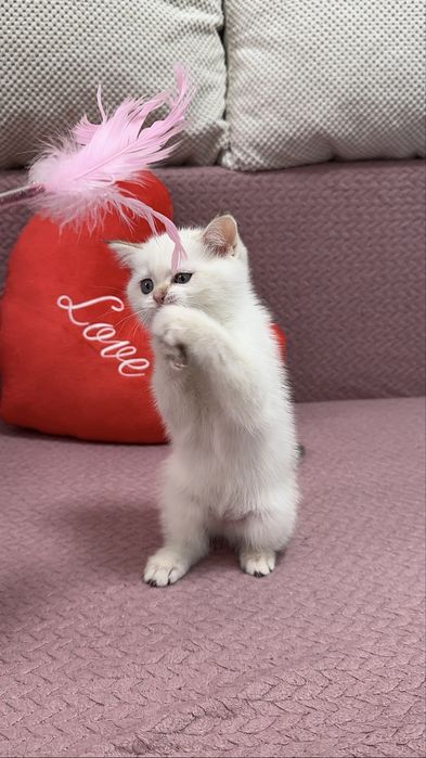 Шотландские котолапки