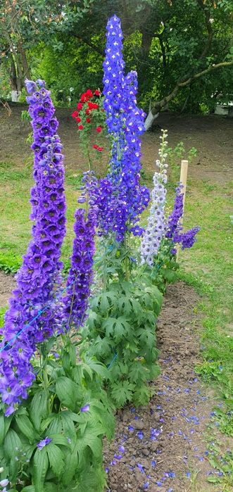 Дельфініум .Насіння (2025р.)