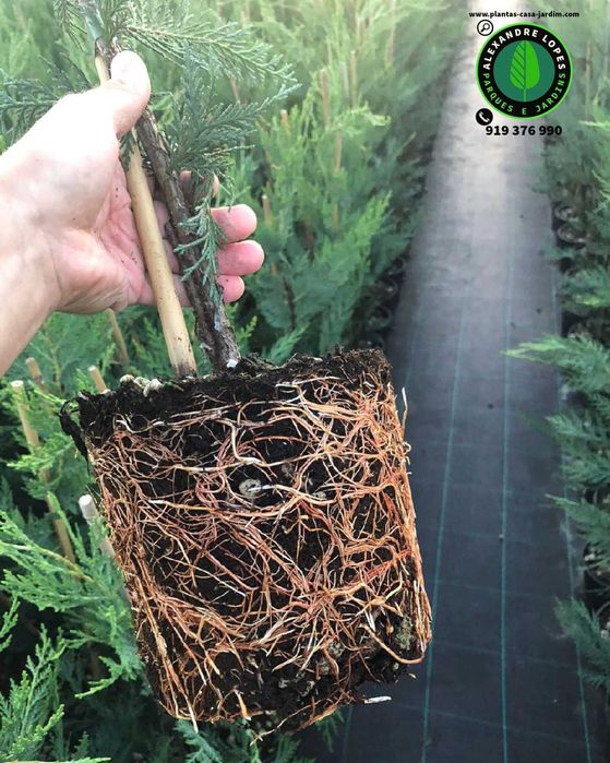 Ciprestes para sebe e vedações - Cupressocyparis leylandi