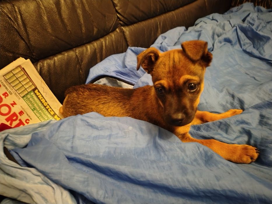 Piesek do adopcji