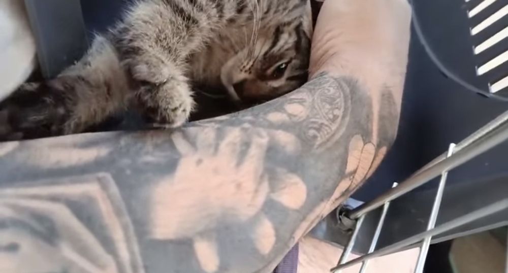 Gatinho 2 meses ADOÇÃO