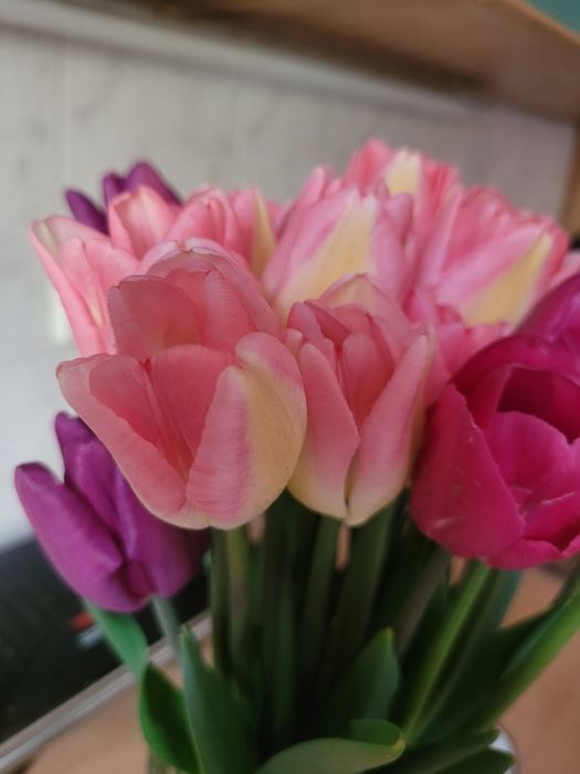 Цибулини  тюльпанів  від 2грн до7грн