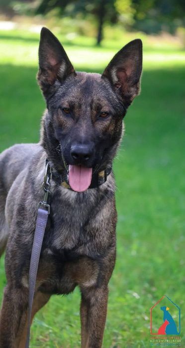 Forest 256/25 - SZUKA DOMU!