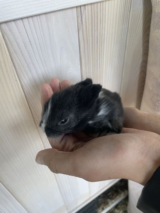 Coelhos anões mini toy