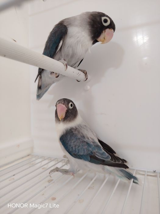 Agapórnis personatus