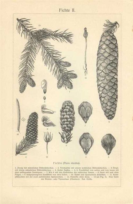 Drzewo II  oryginalna XIX w. grafika