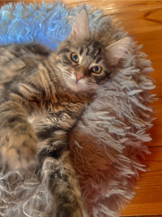 Mała KAPŁANKA piękna kotka maine coon SHK WCF