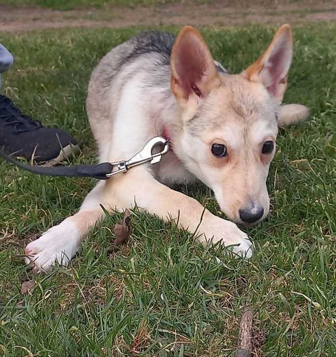 Метис Басенджи Корги | Цуценя | Щенок