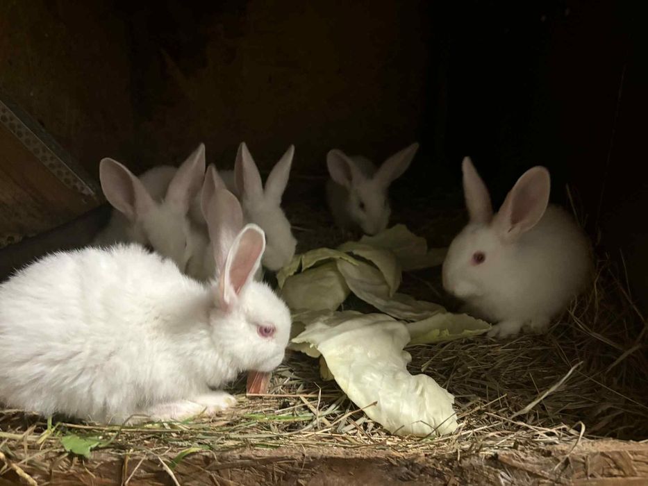 króliki termondy małe