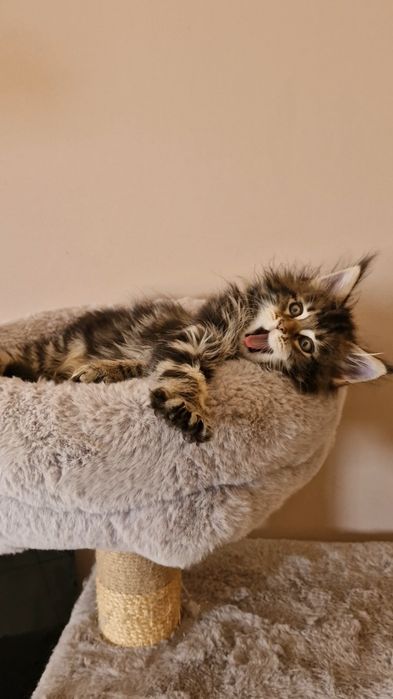 Gatinho com  MAINE COON com  LOP