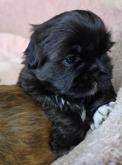 Shih Tzu Czarna Perla Gen Blue