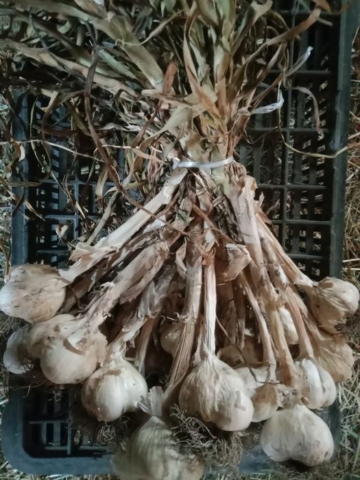 Czosnek wiosenny Jarus 10 kg