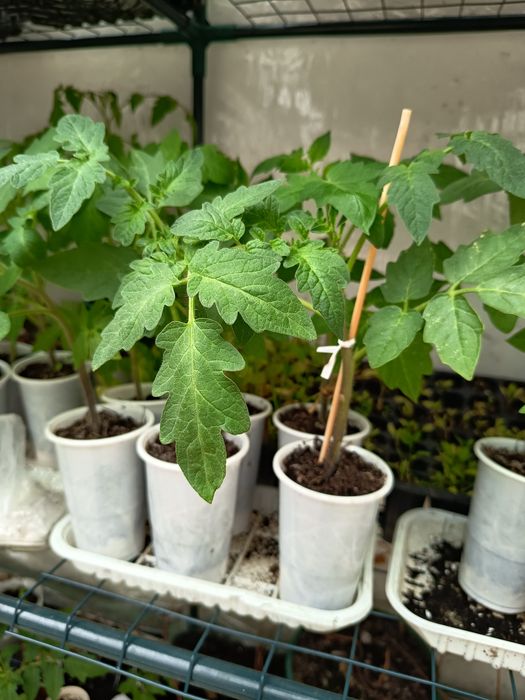 Mudas de  Tomate