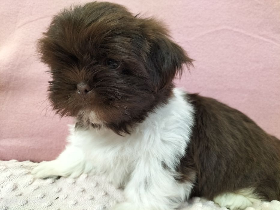 Piesek Shih tzu Rezerwacja