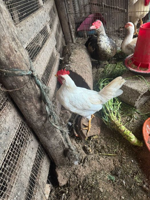 Galos Leghorn c/ 5 meses