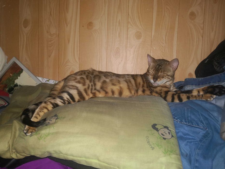 бенгальска красуня шукає кота