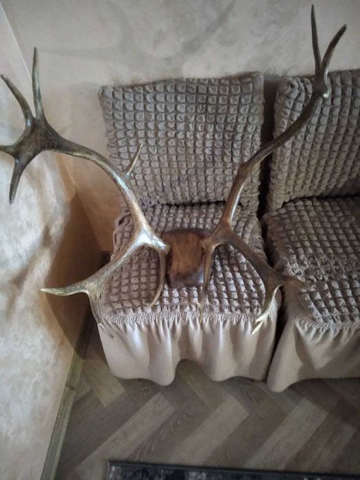 Роги оленя на стіну