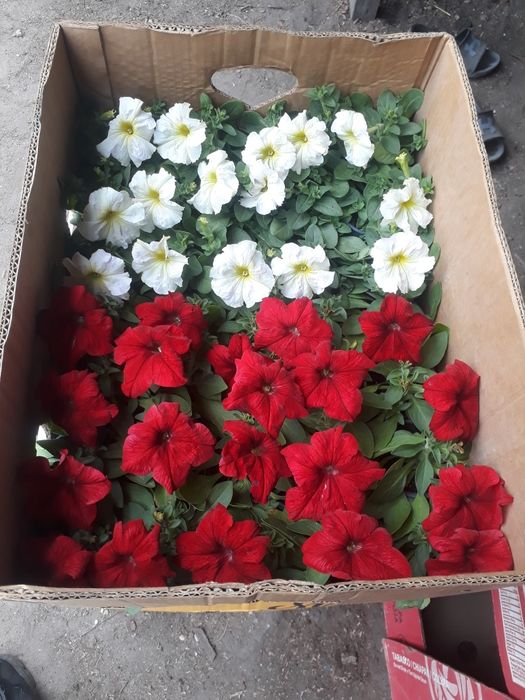 продам питунью сальвия