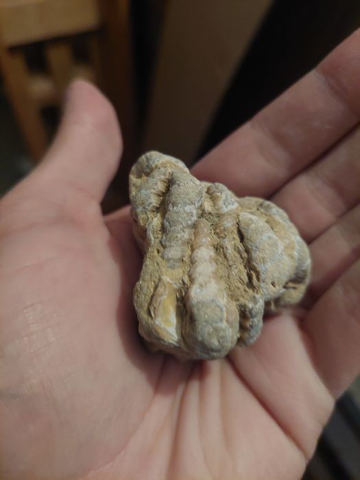 Fósseis Turritella