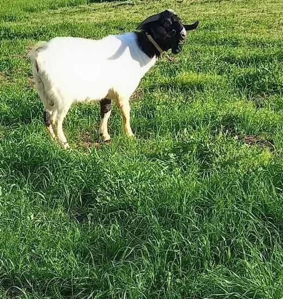 Cabrito de raça Boer