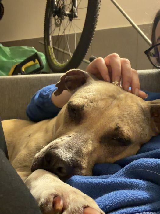 Renesme pilnie szuka domu